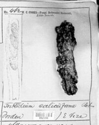 Triblidium caliciforme image